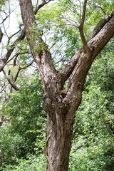Part of a tall tree trunk close up.