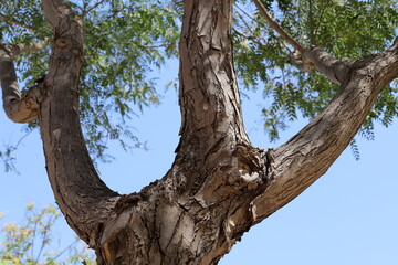 Fototapeta premium Part of a tall tree trunk close up.