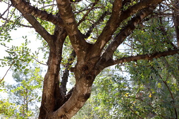Part of a tall tree trunk close up.