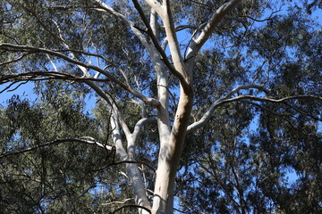 Part of a tall tree trunk close up.