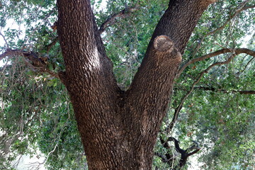 Part of a tall tree trunk close up.