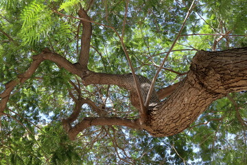 Part of a tall tree trunk close up.