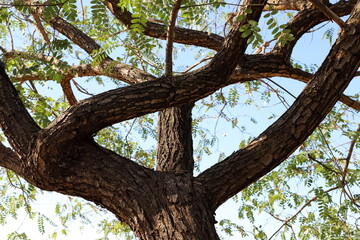 Part of a tall tree trunk close up.