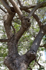 Part of a tall tree trunk close up.