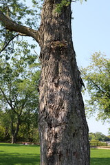 Part of a tall tree trunk close up.
