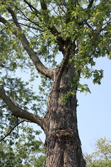 Part of a tall tree trunk close up.
