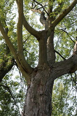 Part of a tall tree trunk close up.