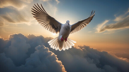 flying dove in the wild nature, wildlife photography