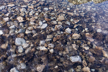 Stones in the water of the river