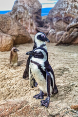 Naklejka premium family of penguins with baby resting on sand, rocks in the back