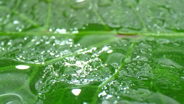 Glistening droplets adorn the intricate landscape of an okra leaf, accentuating its delicate veins and textures, crafting a mesmerizing tableau of nature's artistry. Nature background.
