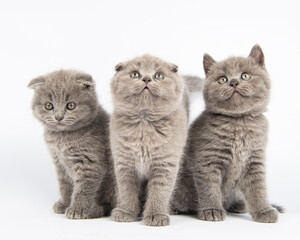 Cute grey British Shorthair cat kitten on a white background.