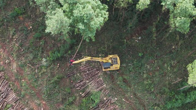 Conifer tree felled by tracked feller buncher. Argentina, Misiones. forestry. Climate change. Aerial view. 4k drone.