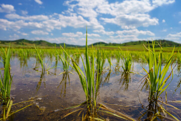 Rice in Northeast China in June