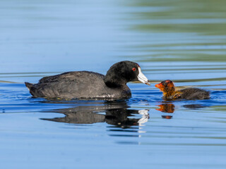 A mother Coot with her young on the calm waters of a lake