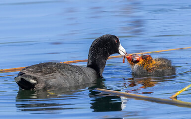 A mother Coot with her young on the calm waters of a lake