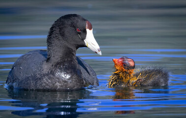 A mother Coot with her young on the calm waters of a lake