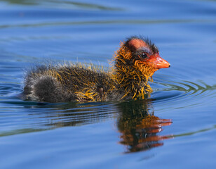 A baby coot chick swimming on a glassy surface of a lake.