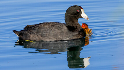 A mother Coot with her young on the calm waters of a lake