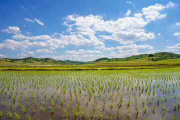 Rice in Northeast China in June