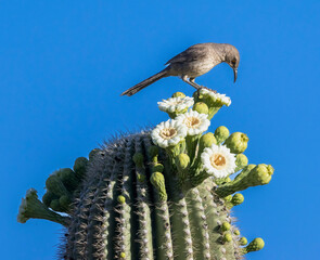 A Bendire's Thrasher feeding on a blossoming cactus in Chandler, AZ