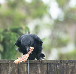 Rabe, Vogel, Futter, füttern, Natur, Federn, schwarz