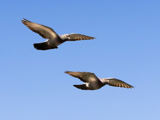 A pair of pigeons in flight.