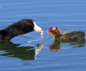 A mother Coot with her young on the calm waters of a lake