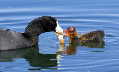 A mother Coot with her young on the calm waters of a lake