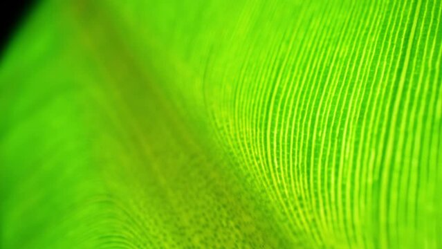 Witness nature's artistry in the close-up of a banana leaf, where delicate veins form a mesmerizing pattern. Each detail tells a story of growth and resilience. Green leaf background.
