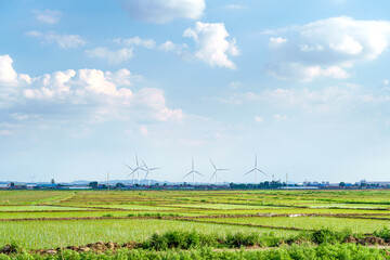 Rice in Northeast China in June
