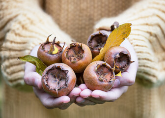 Young girl holding ripe organic medlar fruits on hir hands, fresh picked from tree. Autumn organic...