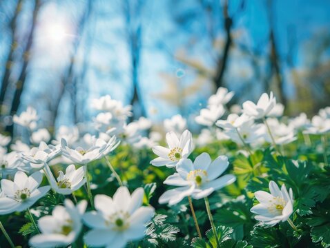 A field of white flowers with green leaves - Powered by Adobe