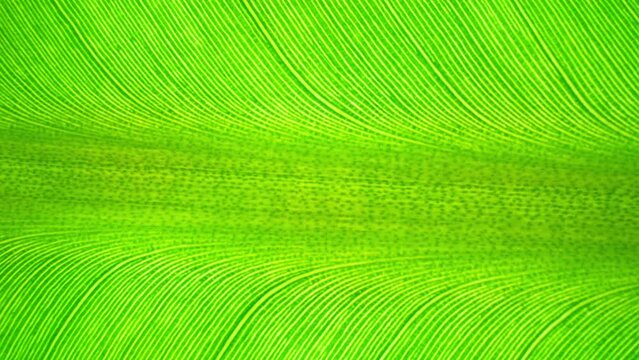 A close-up reveals the banana leaf's intricate texture, resembling delicate brushstrokes on a canvas. Its veins intricately weave, a testament to nature's meticulous design. Green background.
