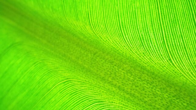 A captivating close-up captures the banana leaf's allure: a tapestry of intricate patterns and lush green tones. Veins meander gracefully, epitomizing tropical elegance. Green leaf background.
