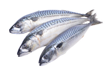 Fresh fish mackerel on a white background isolated