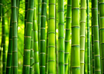 Fototapeta premium bamboo forest background