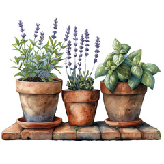Lavender and basil plants in terracotta pots watercolor illustration