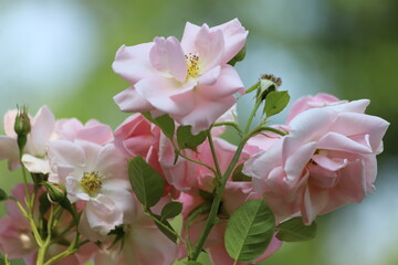 Beautiful pink rose on a green background. Close up.