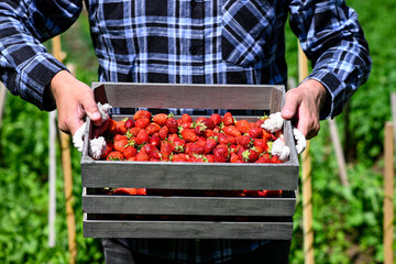 Farmer is standing in a field, holding a wooden crate overflowing with freshly picked, ripe...