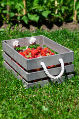 Fresh and juicy strawberries are lying in the wooden crate in the garden on a sunny summer day