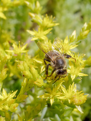 Sedum acre Aureum with a bee in the garden.