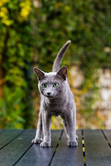 Blue cat sitting on wooden table with green background, sitting in the garden.