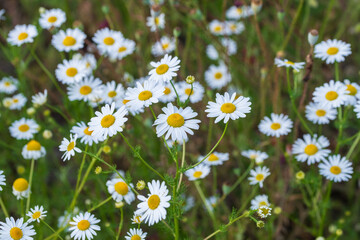Wundersch&ouml;n bl&uuml;hende wei&szlig;e Margariten auf einer Wiese