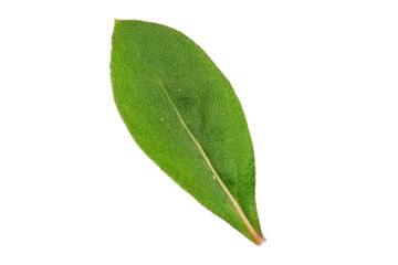 Green nature leaves isolated transparent