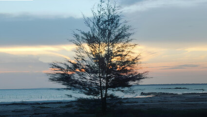 sunset on the beach with beautiful tree