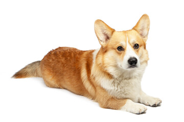 corgi isolated on white background. Cute red dog