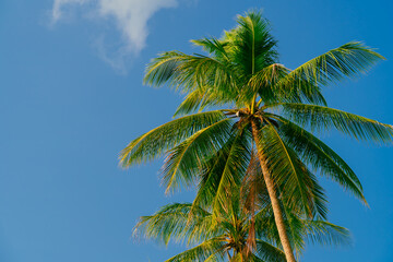 Palm trees against blue sky. Beautiful natural tropical background. 
