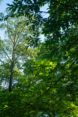 Green forest in the morning