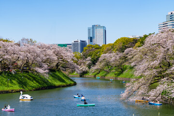 千鳥ヶ淵の桜とボートに乗る人達